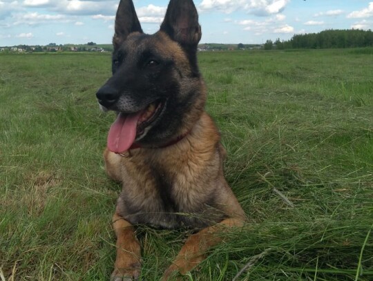 lomza diler marihuana 2