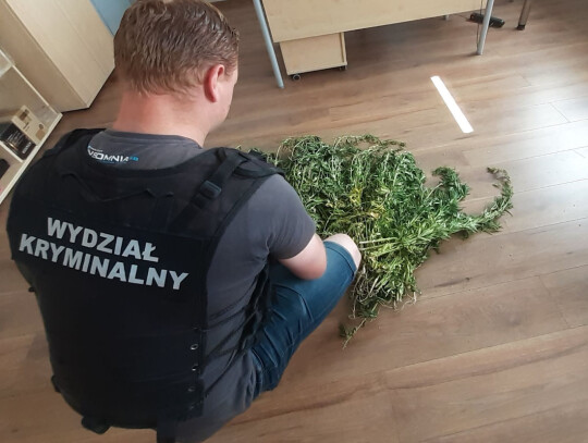 warta marihuana konopie 1