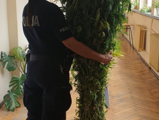 warta marihuana konopie 2