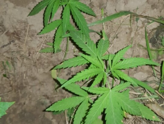 tarnow plantacja konopi marihuana 1