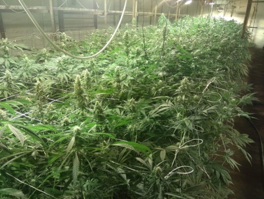 biala podlaska marihuana plantacja konopi pieczarki 4