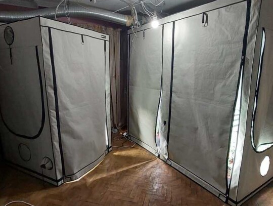 plantacja konopi warszawa ursynow marihuana 1