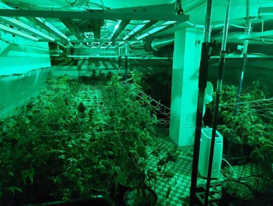 plantacja konopi warszawa ursynow marihuana 2