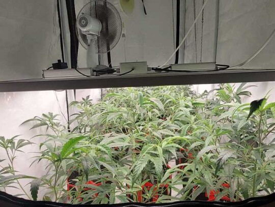 plantacja konopi warszawa ursynow marihuana 4