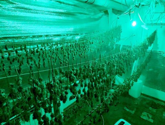 plantacja konopi warszawa ursynow marihuana 5