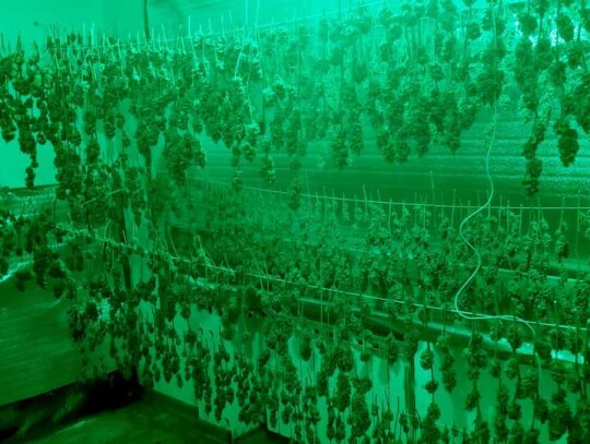 plantacja konopi warszawa ursynow marihuana 6