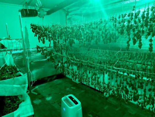 plantacja konopi warszawa ursynow marihuana 7