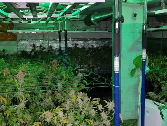 plantacja konopi warszawa ursynow marihuana 8