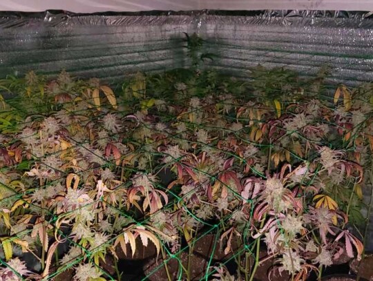 plantacja konopi warszawa ursynow marihuana 9