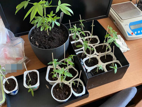 bracia dilerzy warszawa 1