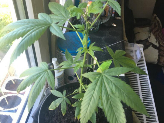 bracia dilerzy warszawa 5