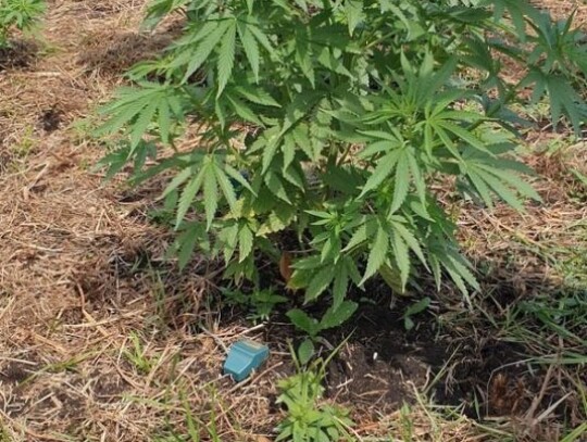 tomaszow lubelski plantacja 2