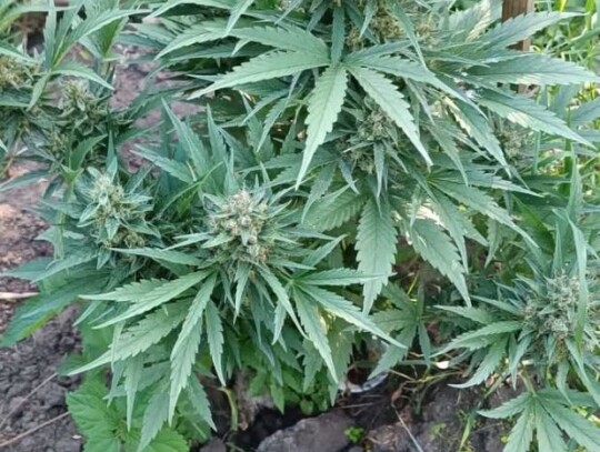 staszow marihuana konopie 3